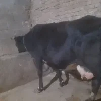 گاو