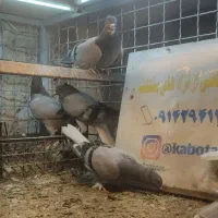 دم سفید|پرنده|ویلکیج, |دیوار