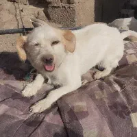 سگ پا کوتاه ماده