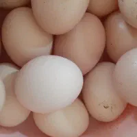 تخم مرغ محلی تازه...
