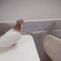 کبوتر، دم سفید، کله زرد