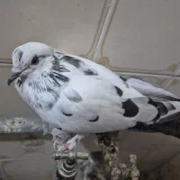 ۴ کفتر سربری