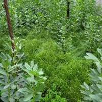 زمین ۵۰۰ مترمربع صومعه سرا ضیابر روستای قرابا