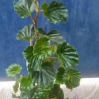 گل ناز گندمی قاشقی عروس