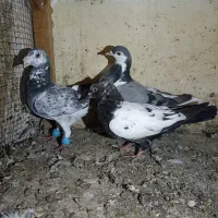 نر و ماده سینه و گرفتنی