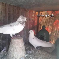 کبوتر