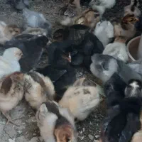 ۴۰تا جوجه