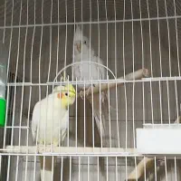 معاوضه با کبوتر