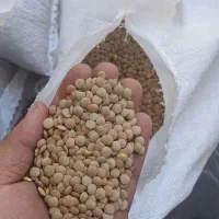 ۳۰۰ کیلو بار عدس از سبزواربرای بجنورد