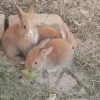 بچه خرگوش لوپ
