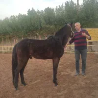 اسب اصیل عرب