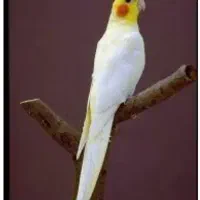 انواع عروس هلندی نرخ عمده