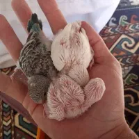 جفت مرغ عشق با جوجه معاوضه یا فروش