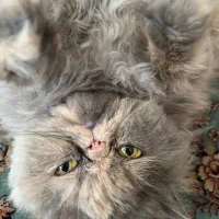 گربه