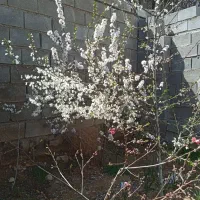 خانه-اجاره-ای