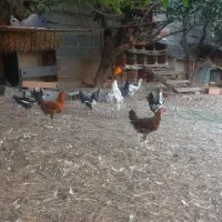 فروش تعداد۲۰ عدد خروس گلین یکجا