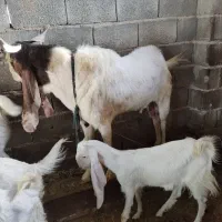 فروش پازن گلابی