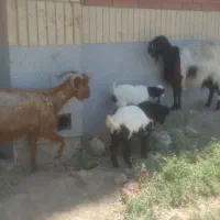 دوتا بز و بزغاله میش