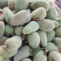 بادام تازه