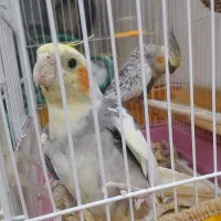 عروس هلندی سخنگو نر ماده با هم