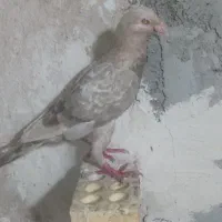 دورگ