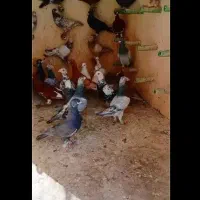 ن.یازم.ند10 الی 14 تا کفتر پلاکی رنگ روشن جوون نر
