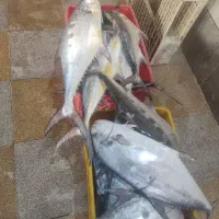 انواع ماهی