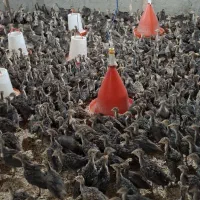 جوجه بوقلمون برنز انگلیسی یکماهه واکسن خورده