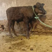 گوساله نر