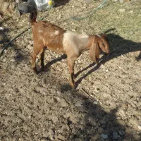 چند عددکهره نر چاق و  تیشتر خوب چاق در سیراف