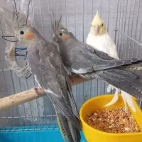 عروس هلندی