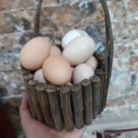 تخم مرغ محلی