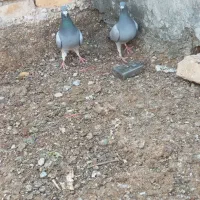 ماکت کبوتر مسافتی