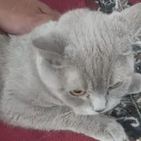 گربه اسکاتیش ماده فروش فوری
