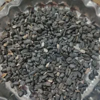 تخمه آفتابگردان روغنی