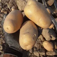 سیب سانته بذری