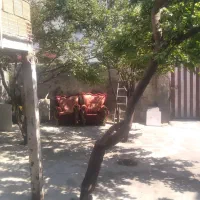 خروس محلی