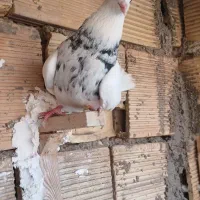 طوقی درجه یک بدون نقص