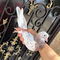 کبوتر