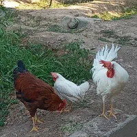 سه عدد خروس فروشی