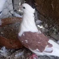 پشدار قرمزماده جوان