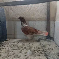 کفتر|پرنده|کهنوج, |دیوار
