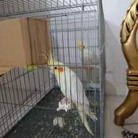 عروس هلندی