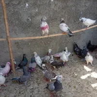 کفتر یا کبوتر