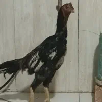 خروس لاری اوشامو