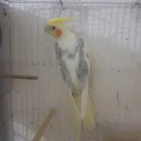 عروس هلندی و مرغ عشق