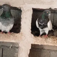 پرنده