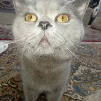 نر و ماده