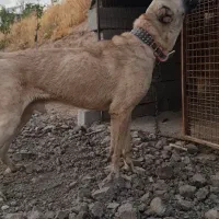 سرابی مخصوص نگبانی