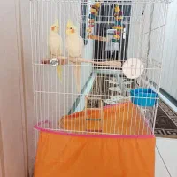 فروش عروس هلندی نر و ماده